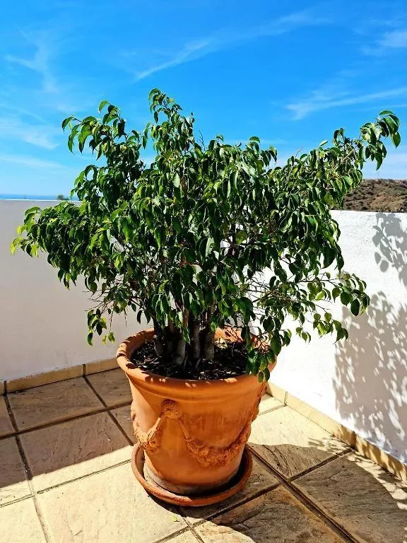Blue Jasmine Apartment La Cala Del Moral 0*,  Spain